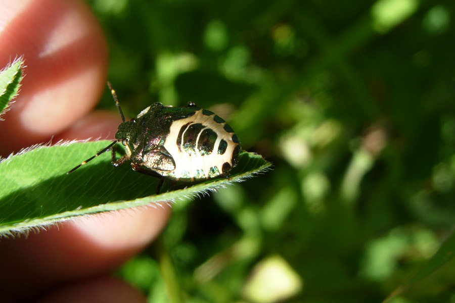 Neanide di Carpocoris sp. e ninfa di Troilus luridus
